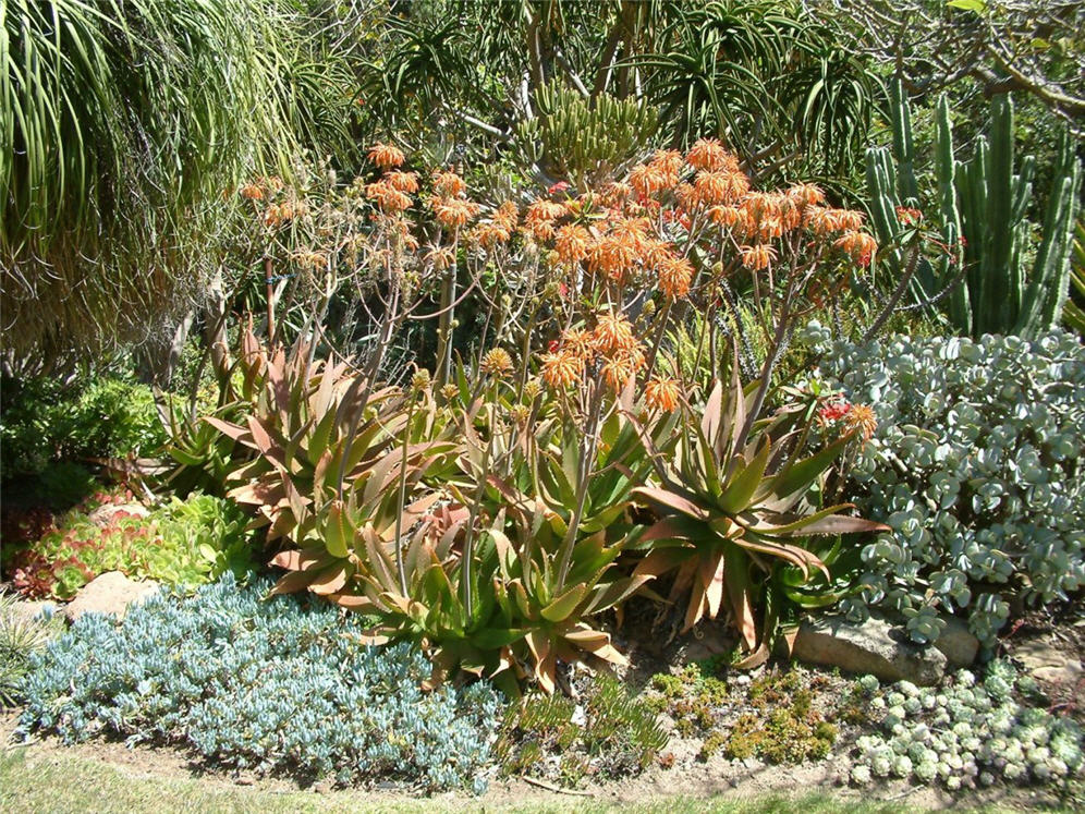 Savory Succulents