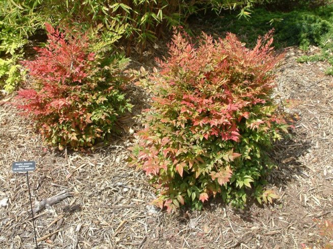 Nandina domestica 'Gulf Stream'