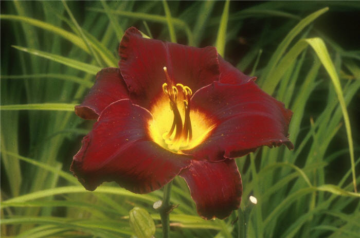 Hemerocallis 'Acapulco Night'