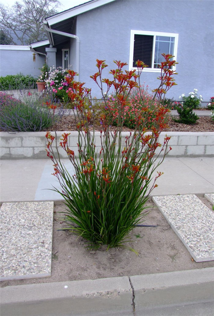 Plant photo of: Anigozanthos 'Red Cross'