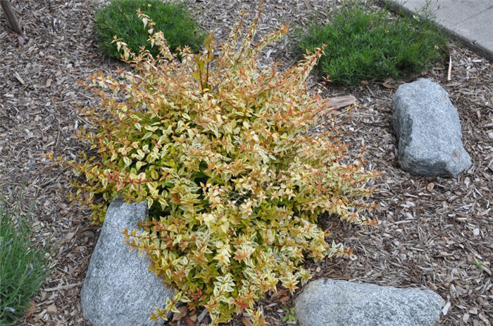 Abelia X grandiflora 'Sunrise'