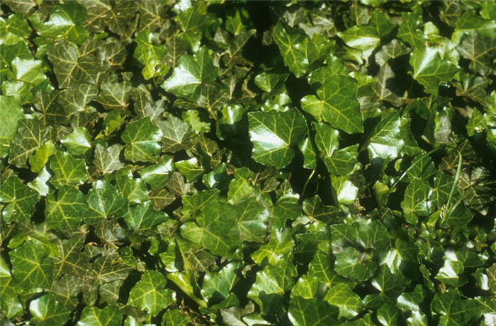 kirschlorbeer pflanzen wann Portugiesischer Kirschlorbeer kaufen